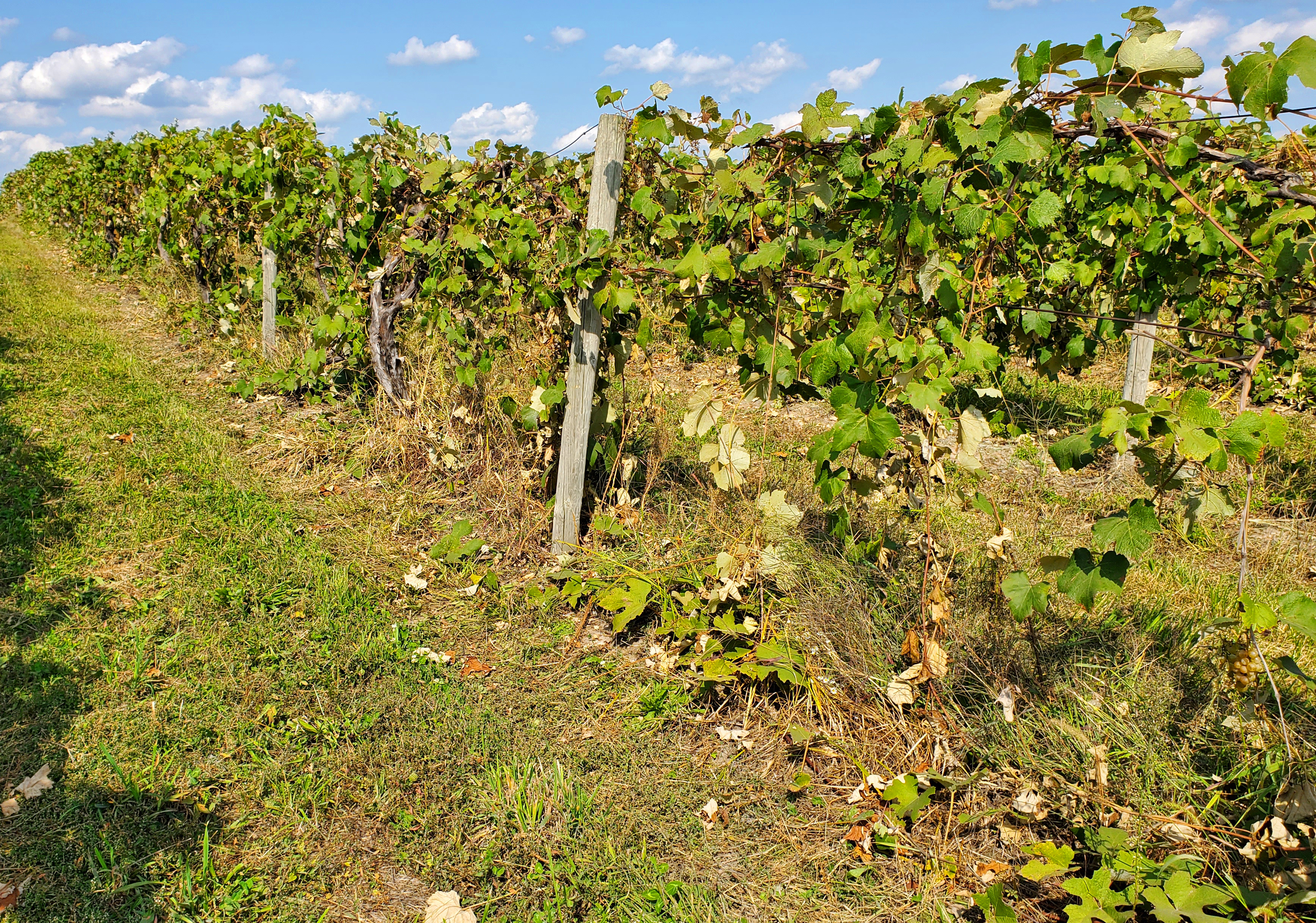 Niagara weeds